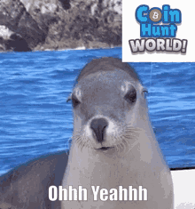 Coin Hunt World Seal GIF - Coin Hunt World Seal Approval GIFs