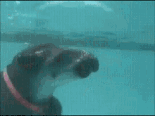 Tapir Swimming GIF - Tapir Swimming Swim GIFs