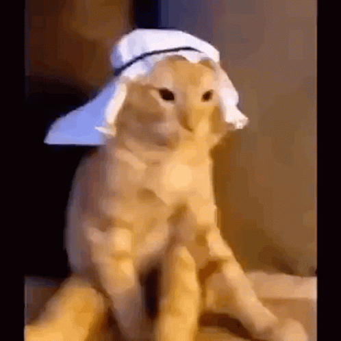 arab-cat-cat-arab.gif