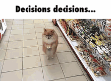 decisions dog walking walk puppy