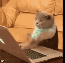 Cat Typing GIF - Cat Typing Group Chat Is Lit GIFs