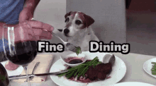 Fine Dining Dog GIF - Fine Dining Dog Funny Animals GIFs