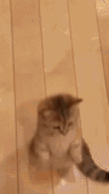 cat kiss