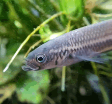 betta betta