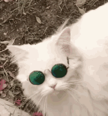 cat-sunglasses.gif