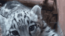 snow leopard snow leopard cub cute snow leopard ghost of the mountain