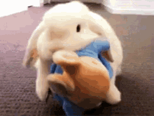 Animalitos GIF - Bunny Rabbit Cute Animal GIFs