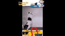 Treino Valtatui Dog GIF - Treino Valtatui Dog Cute GIFs