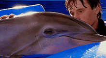 Dolphin Dolphintale GIF - Dolphin Dolphintale Dolphintale2 GIFs