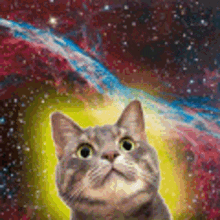 kitten universe