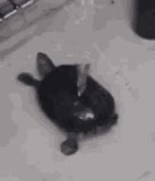 Turtle Shower GIF - Turtle Shower Relaxing GIFs