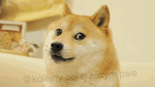 doge doge