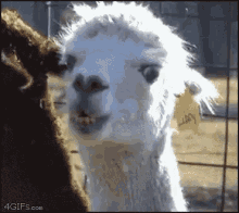 Llama Stare GIF - Llama Stare Meh GIFs