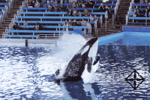 Sauvez Willy Orca GIF - Sauvez Willy Orca Killer Whale GIFs