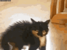 Cat Who Are You GIF - Cat Who Are You Go Away GIFs