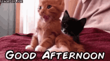 Good Afternoon GIF - Cat Good Afternoon Yawn GIFs