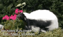skunk flowers my name is flower too cos i smell so good