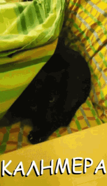 Cats Rule GIFs | Tenor