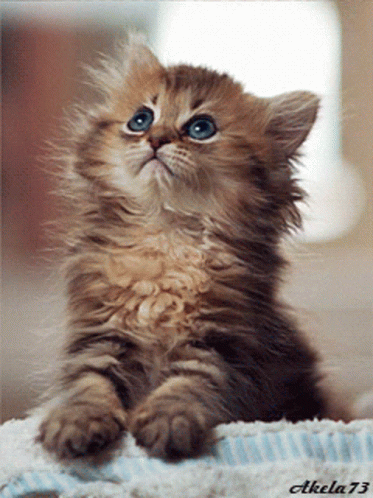 Cute Cat Gif Cute Cat Kitten Discover Share Gifs