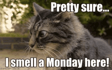 Monday Morning Smell Monday GIF - Monday Morning Smell Monday Cats GIFs