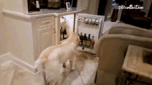 Giving Beer The Pet Collective GIF - Giving Beer The Pet Collective Chores GIFs