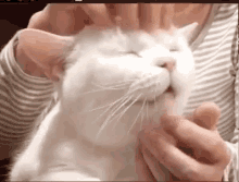 Cat Massage GIF - Cat Massage Head GIFs