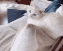 cat meow meow cats meow cats of the internet cat cat meow meow cats meow cats of the internet cat