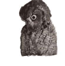 owl whats that stare look up the pet collective owl whats that stare look up the pet collective