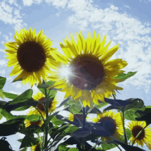 Flower Sunflower GIF - Flower Sunflower GIFs
