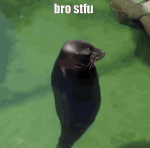 Bro Stfu Seal Spin GIF - Bro Stfu Seal Spin GIFs