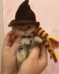 [Image: halloween-kitty.gif]