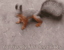 Deez Nuts Are You Ready GIF - Deez Nuts Are You Ready GIFs