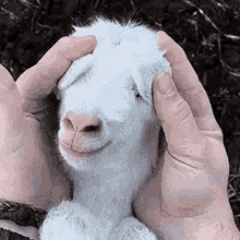 goat peekaboo ears cute cutest