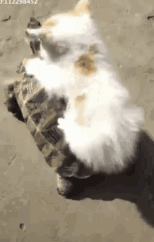 Going For A Ride Funny Animals GIF - Going For A Ride Funny Animals Cats GIFs
