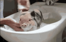 Porcos Horadobanho Vegetariano Vegano GIF - Pigs Bath Time Vegetarian GIFs