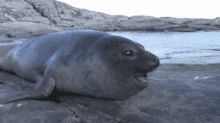 Seal Pog GIF - Seal Pog Pog Seal GIFs