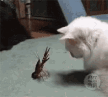 crawfish-crawdad.gif