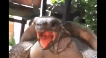 Tortoise GIF - Tortoise GIFs