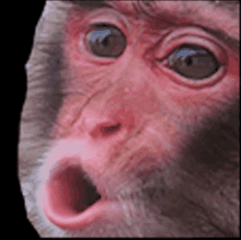 Monkey Pog GIF - Monkey Pog Emote GIFs