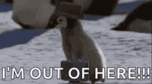 Im Out Of Here Penguin GIF - Im Out Of Here Penguin Walking GIFs