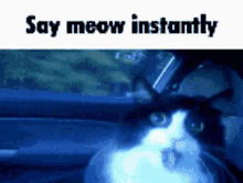 Say It Say Meow Instantly GIF - Say It Say Meow Instantly Cat Pog GIFs