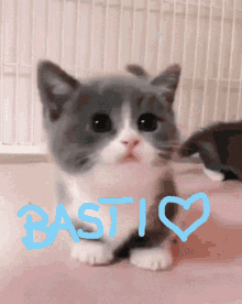 Basti Kitty Cjute Cute Emilia Lol GIF - Basti Kitty Cjute Cute Emilia Lol GIFs