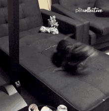 Spin The Pet Collective GIF - Spin The Pet Collective Chasing My Tail GIFs