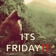 Its Friday Gorilla GIF - Its Friday Gorilla Monkey GIFs