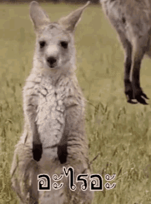 kangaroo shock what
