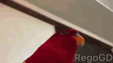 Red Bird The World Over Heaven To Death GIF - Red Bird The World Over Heaven To Death GIFs