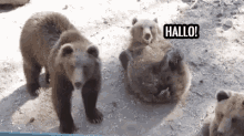 Hallo Bär - Hallo GIF - Bear Waving Hello GIFs