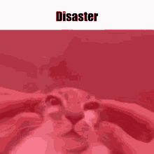 Disaster GIF - Disaster GIFs