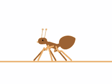 ant ants walking walk insect ant ants walking walk insect
