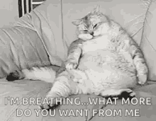 Im Breathing What More Do You Want From Me Fat Cat GIF - Im Breathing What More Do You Want From Me Fat Cat GIFs